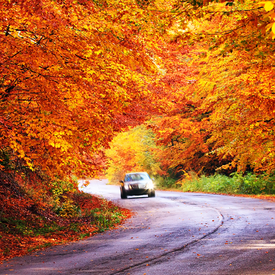 Fall Into Savings: Drive Into the Season with Confidence 